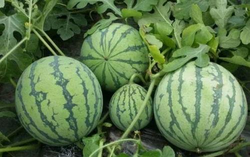 吃瓜火爆料小课堂,火爆料小课堂揭秘娱乐圈幕后真相