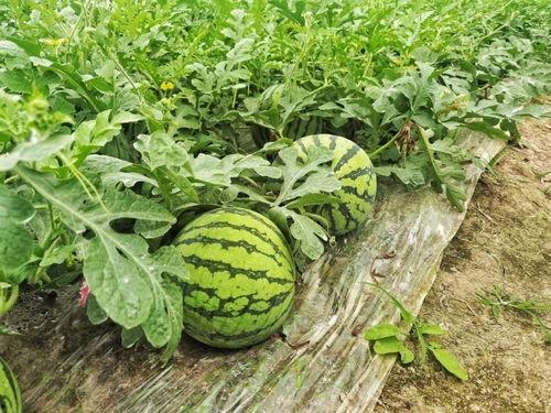 杭州今日吃瓜新闻,揭秘网络热议背后的真相