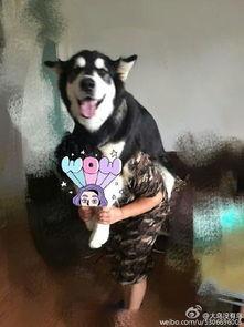 娱乐吃瓜酱爸爸的宠物,揭秘明星宠物的趣味生活