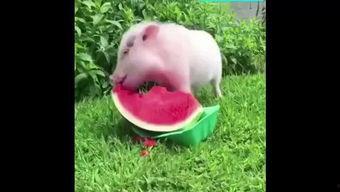 猪猪娱乐吃瓜