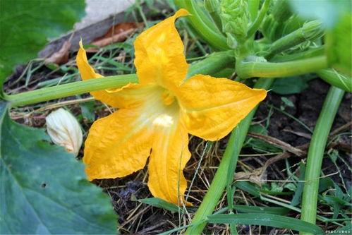 爱娱乐的吃瓜花,揭秘娱乐圈背后的那些事儿